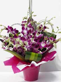 Ask to deliver purple orchid flowers in Dubai