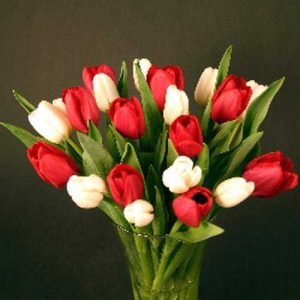 red white tulips Dubai, send tulips Dubai