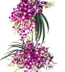 60 purple orchids stand delivery in Dubai