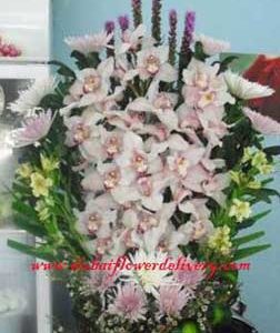 cymbidium orchids