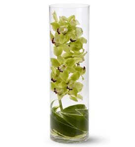 Send Green cymbidium orchid in cylinder