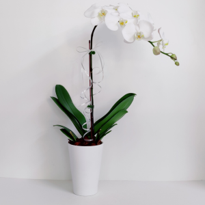 Orchid Plant Single Stem(White) in Pot