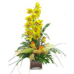 orchid cymbidium yellow