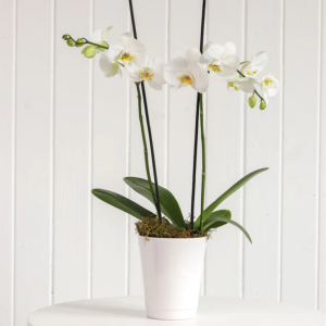 orchid plants 2 in 1 pot