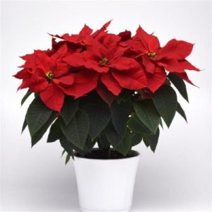 Poinsettia -Christmas Plant