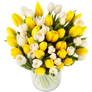 50 yellow white tulips vase