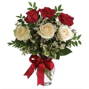 morning sun-red white roses vase