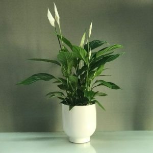 peace-lily-plant