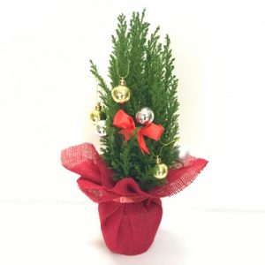 christmas-plant