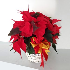 poinsettia-plant