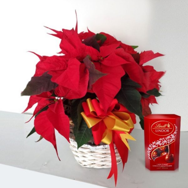 poinsettia-plants-chocolates