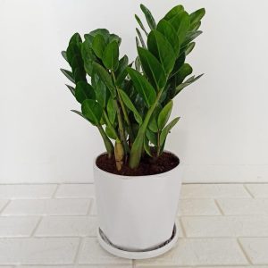 Zamia Plant in Pot