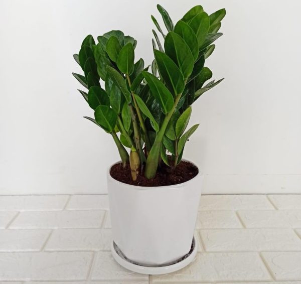 Zamia Plant in Pot